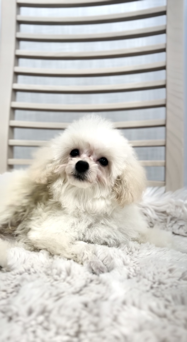 COCOちゃん