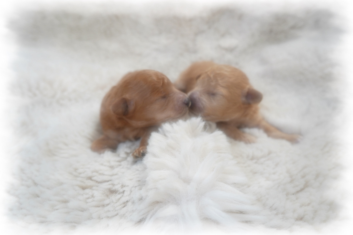 トイプードル子犬 - 可愛いお顔