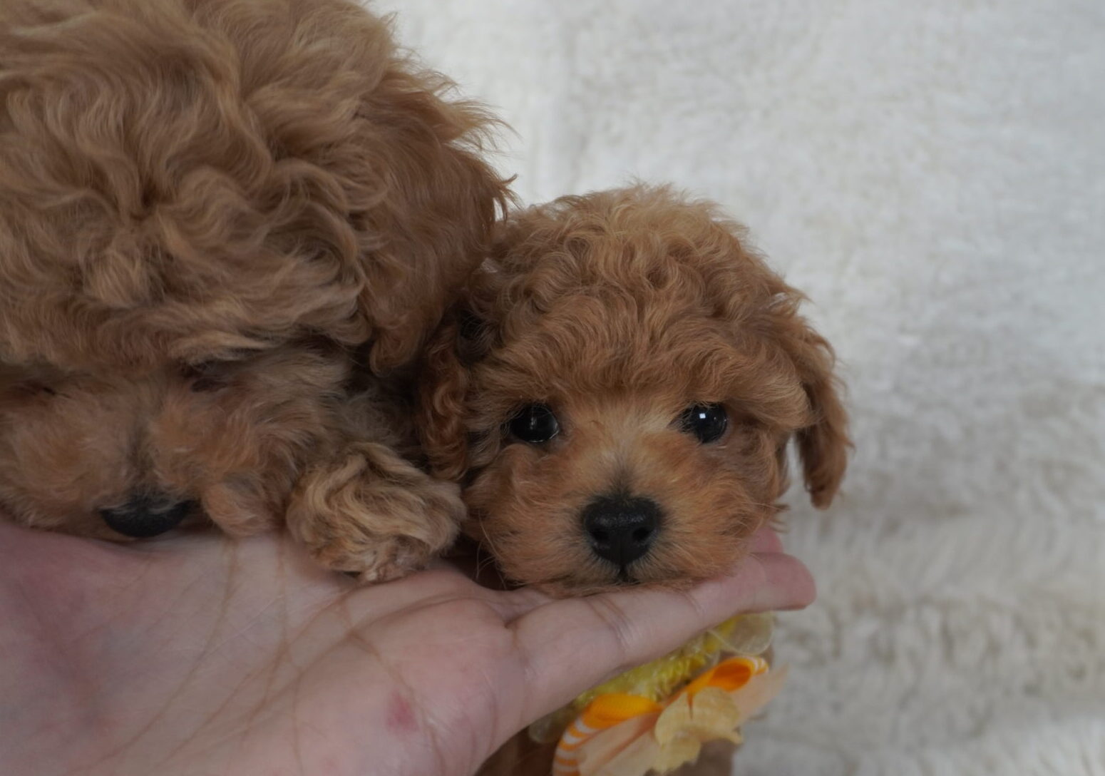 トイプードル子犬 男の子 - 兄妹とリラックス