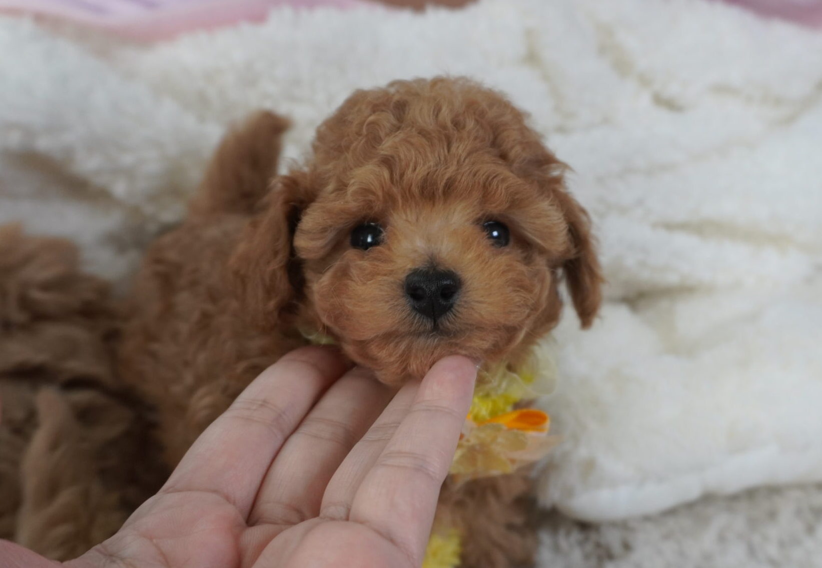 トイプードル子犬 男の子 - 手の平サイズ