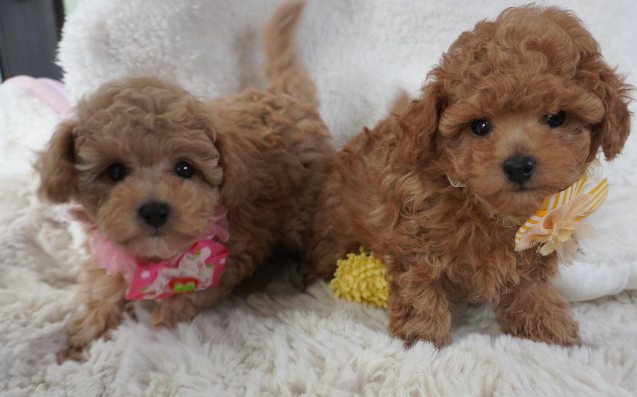 トイプードル子犬 - 2匹並んで