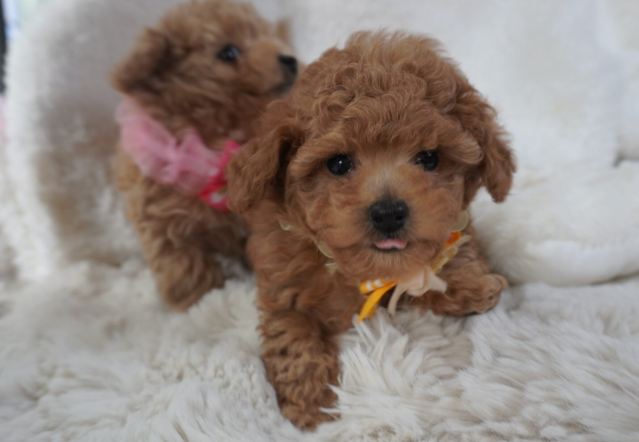 トイプードル子犬 男の子 - 兄妹と一緒