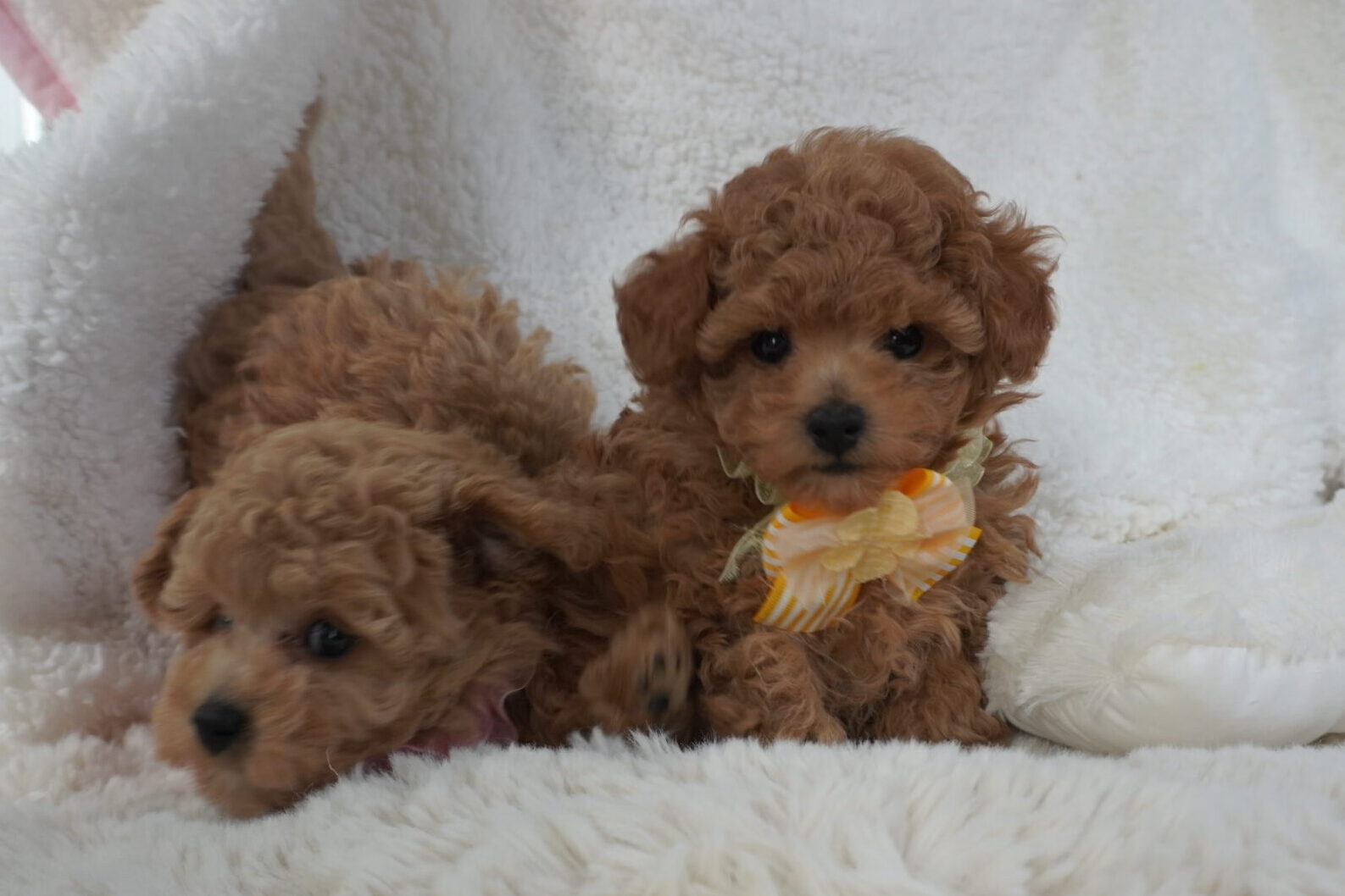 トイプードル子犬 男の子 - 可愛いお顔