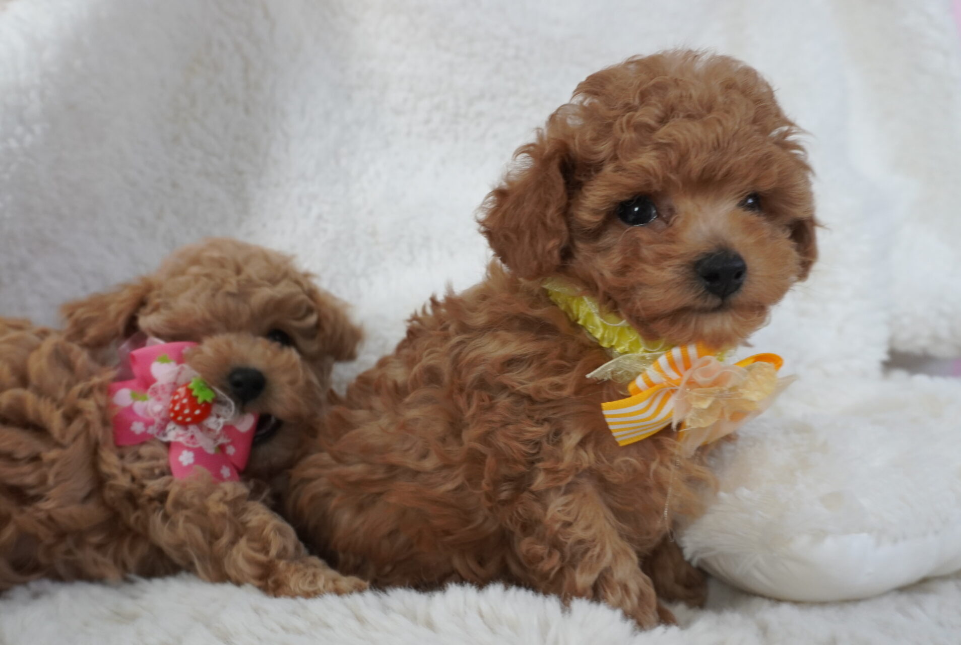 トイプードル子犬 男の子 - 元気いっぱい