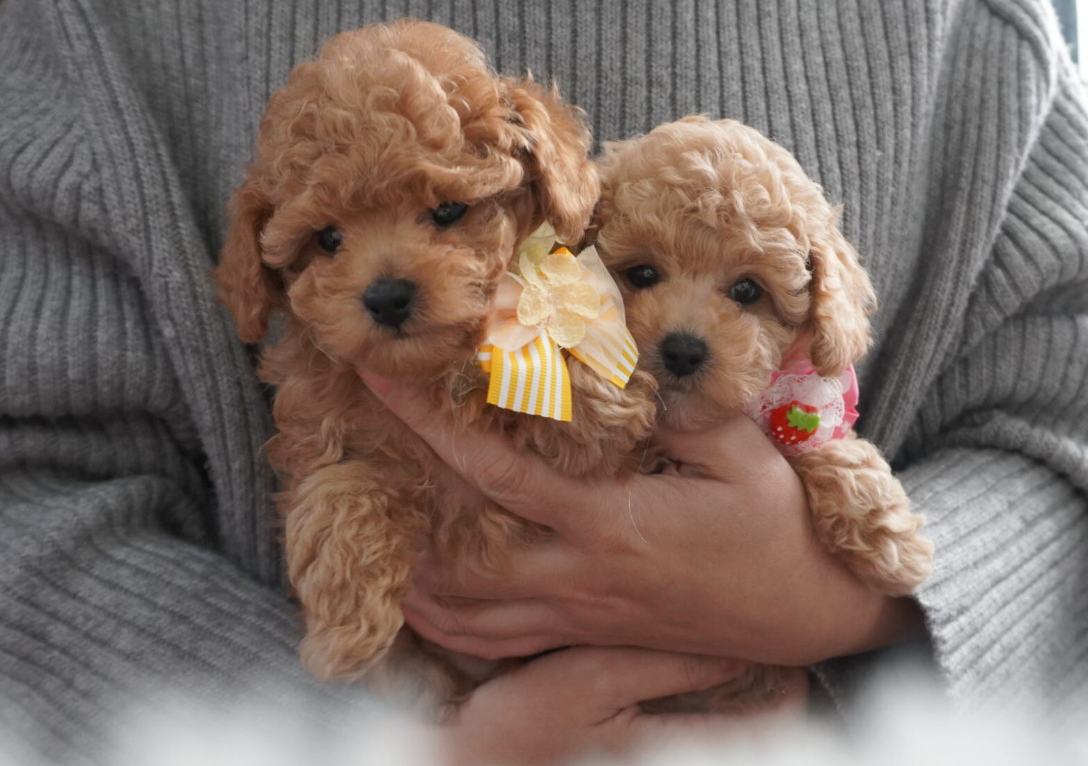 トイプードル子犬 - 抱っこ写真