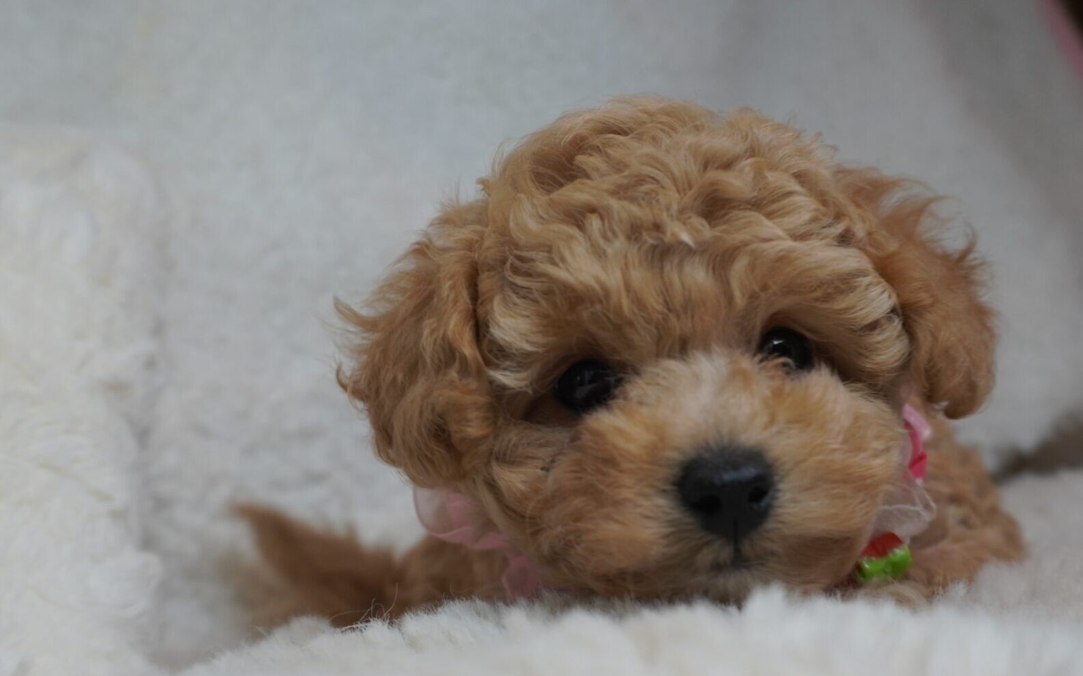 トイプードル子犬 - 可愛いお顔