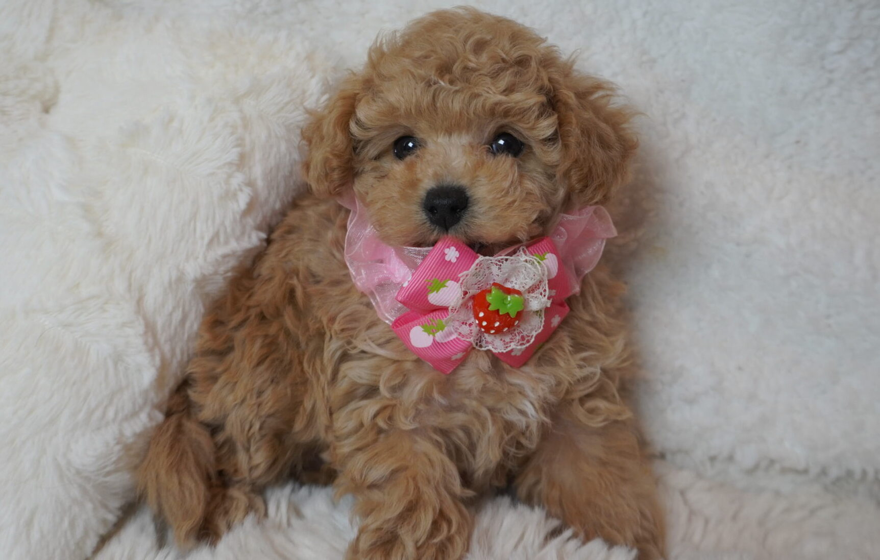 トイプードル子犬 - リラックス