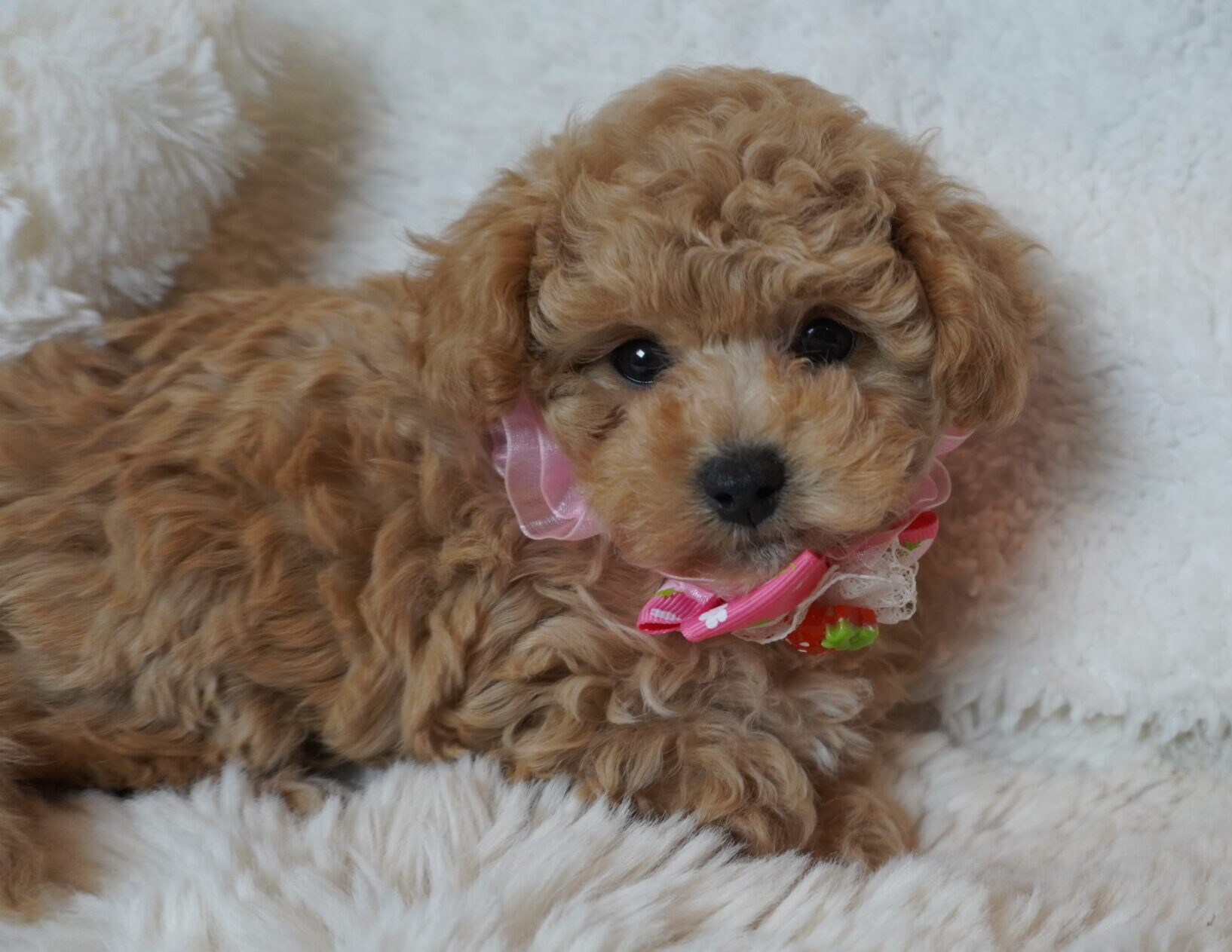 トイプードル子犬 - 可愛いお顔