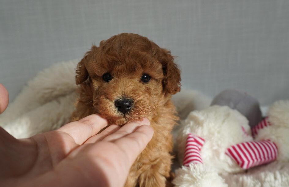 トイプードル子犬 - 兄弟2匹一緒