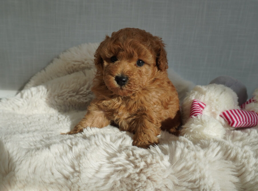 トイプードル子犬 男の子 - 手の平サイズ