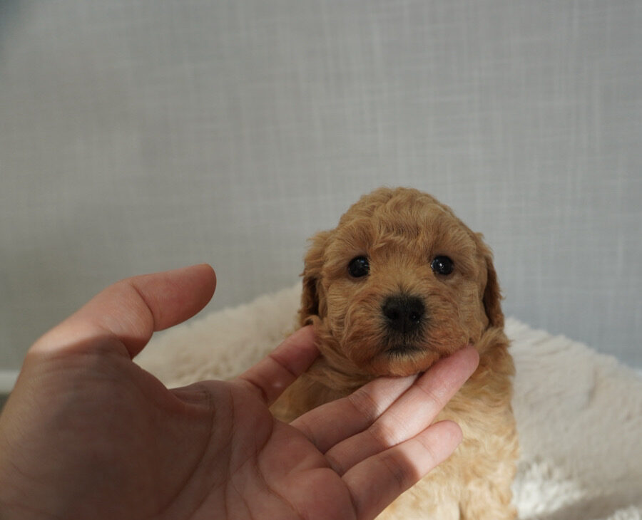 トイプードル子犬 男の子 - ゴールデンカラー