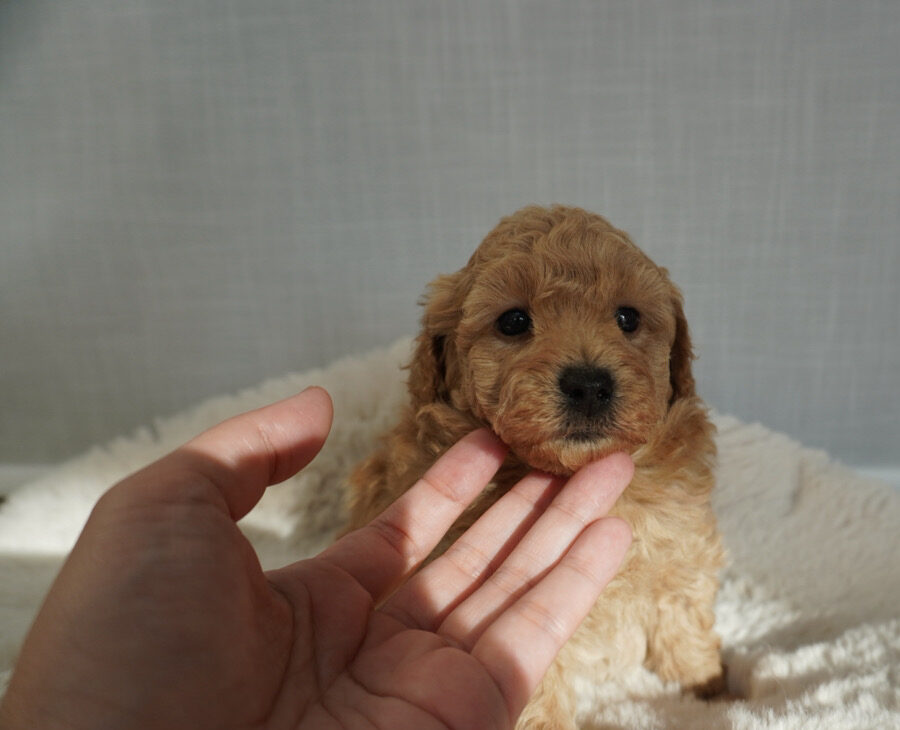 トイプードル子犬 男の子 - 元気な様子