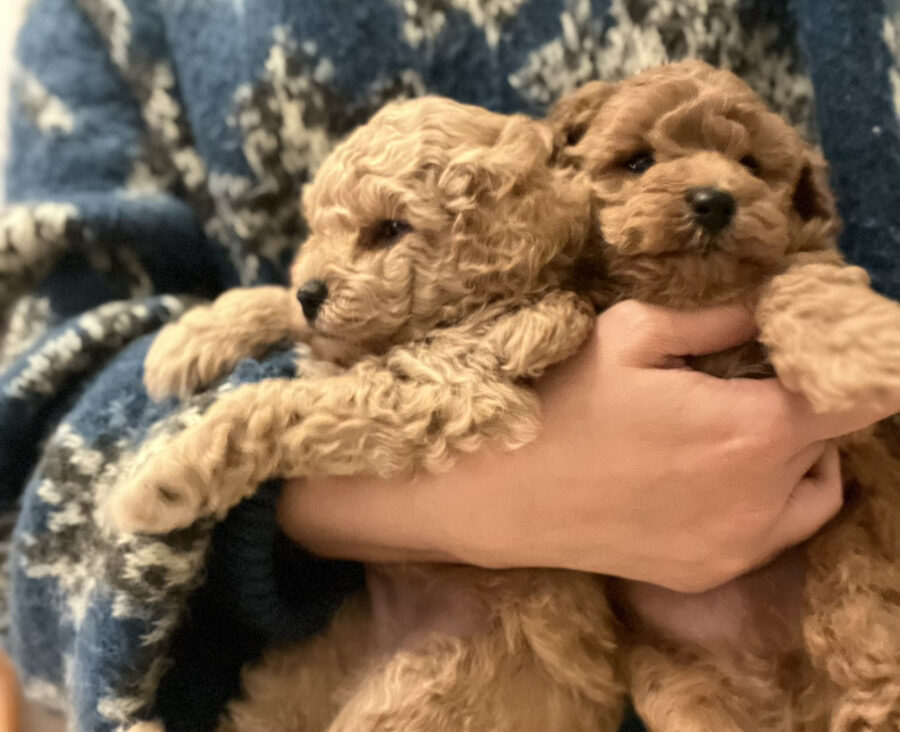 トイプードル子犬 男の子 - レッドカラー