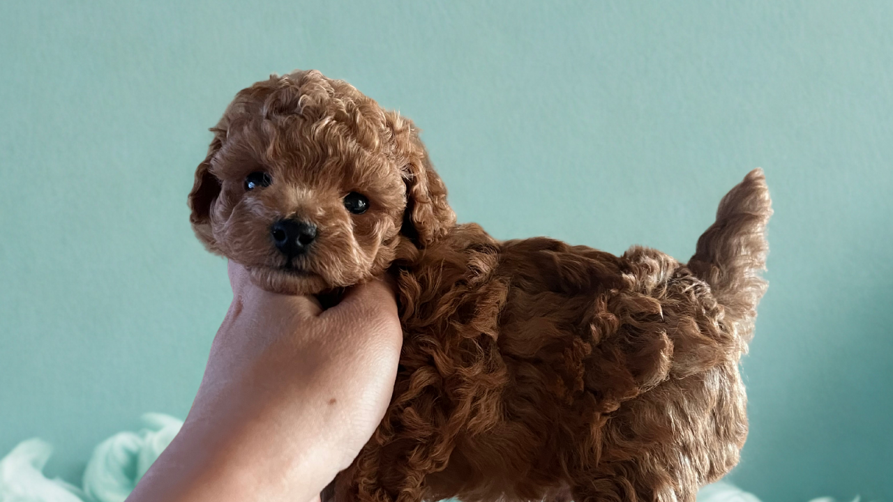 トイプードル子犬 男の子 - 好奇心旺盛