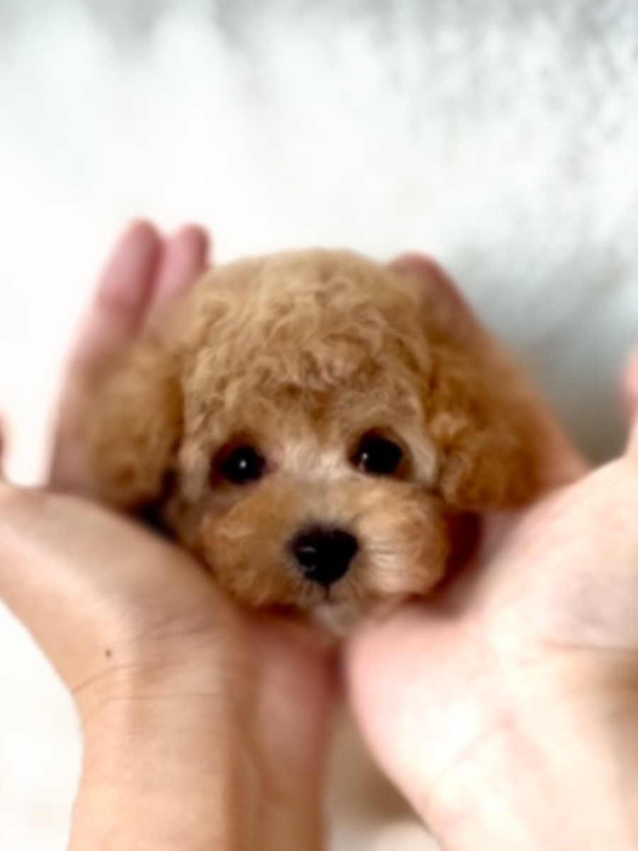 トイプードル子犬 - 抱っこ写真