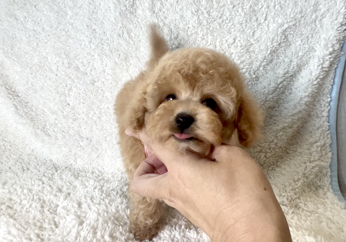 トイプードル子犬 - リラックス