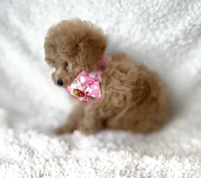 トイプードル子犬 - 可愛いお顔