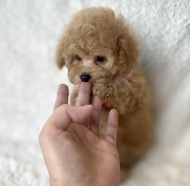 トイプードル子犬 - 可愛いお顔