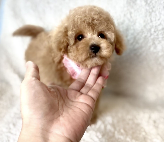 トイプードル子犬 - 2匹並んで