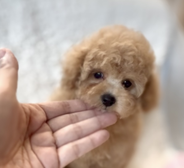 トイプードル子犬 - 可愛いお顔