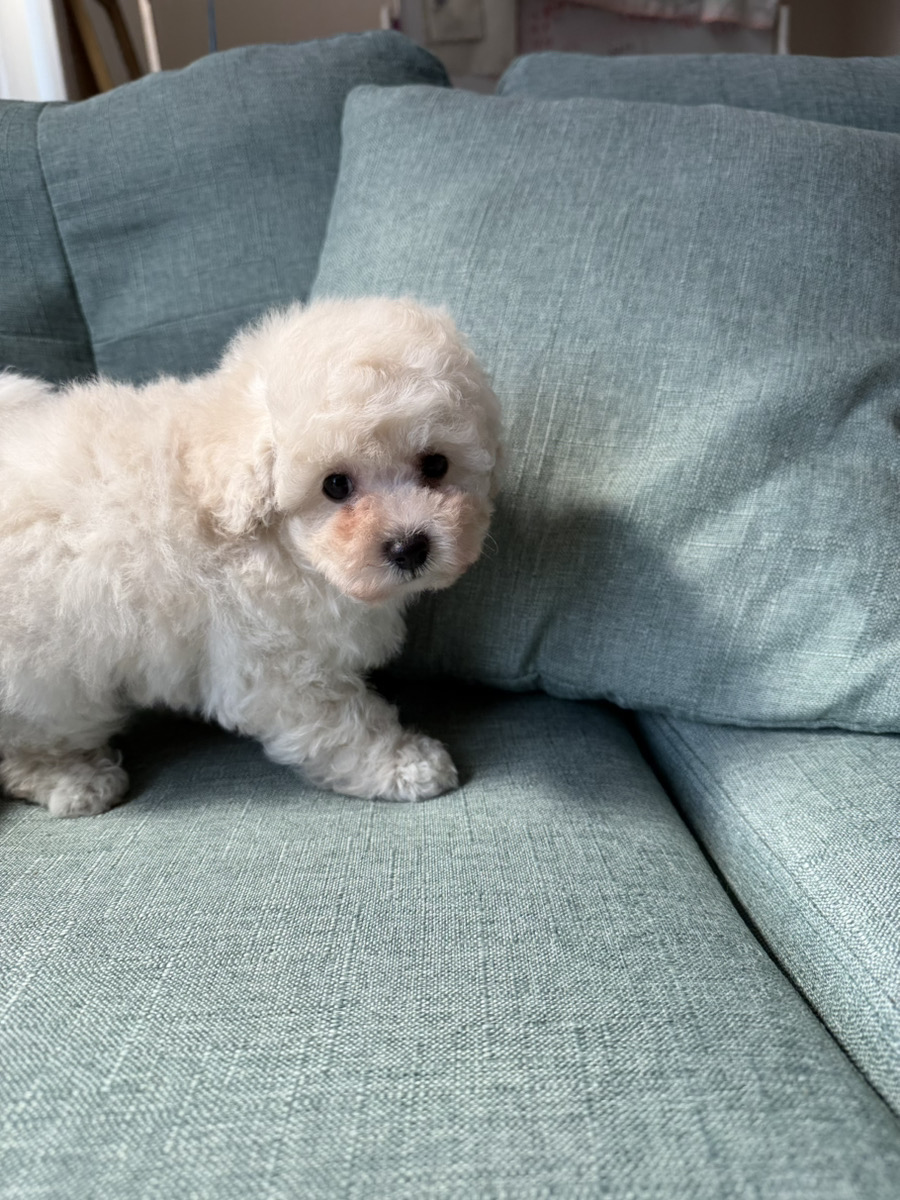 トイプードル子犬 男の子 - 兄妹と遊ぶ