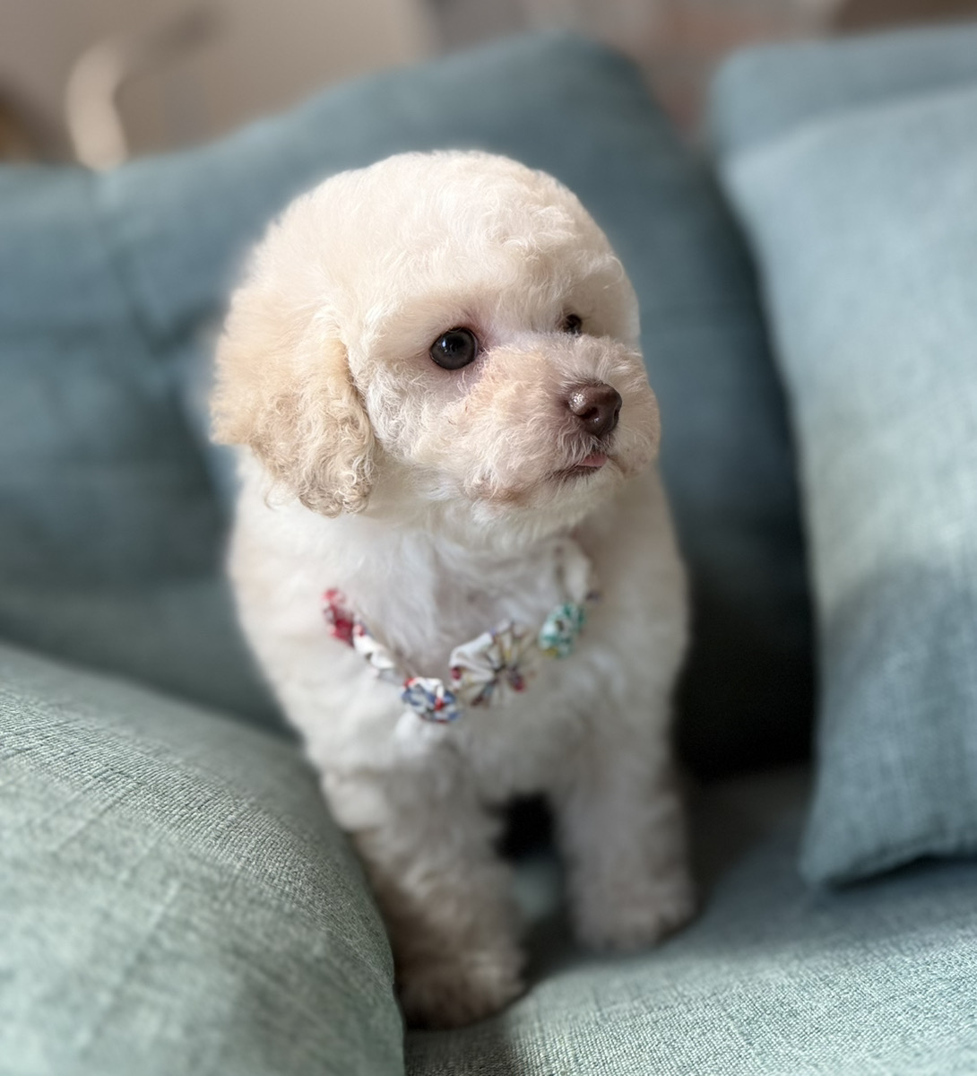 トイプードル子犬 - 可愛いお顔