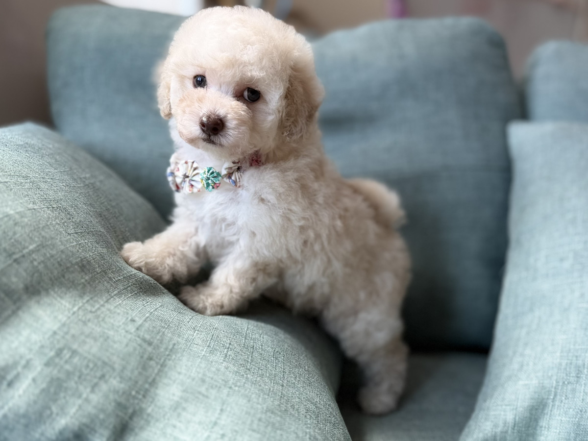 トイプードル子犬 - 2匹並んで