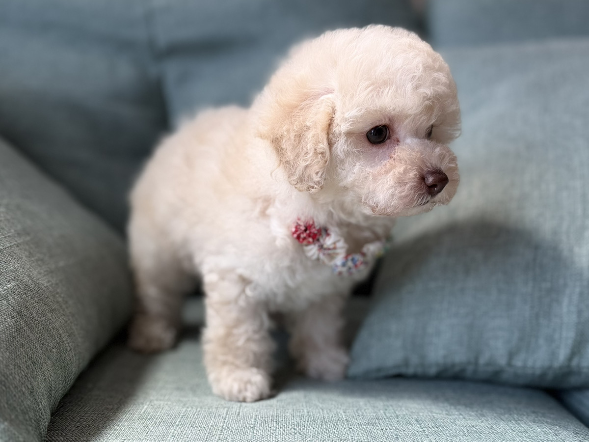 トイプードル子犬 - 可愛いお顔