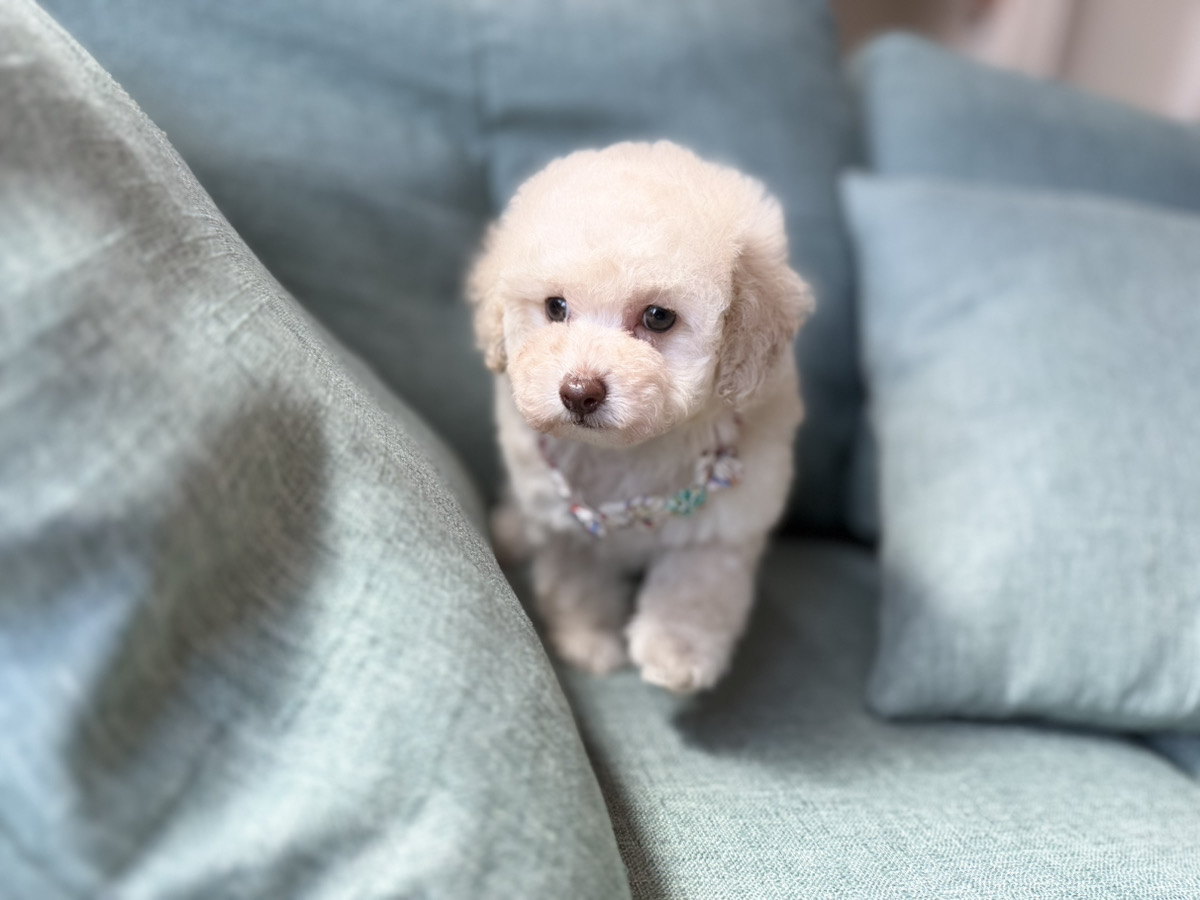 トイプードル子犬 - 可愛いお顔