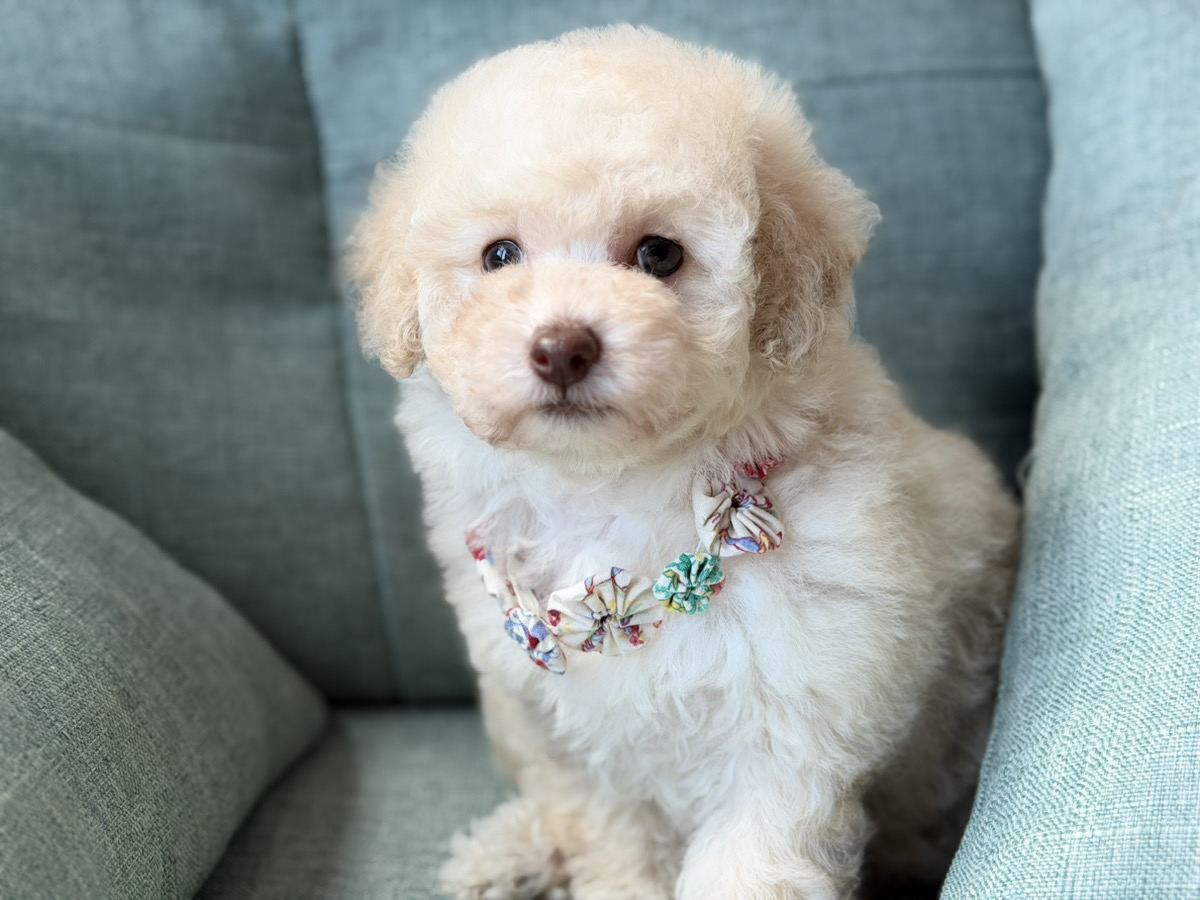 トイプードル子犬 - 抱っこ写真