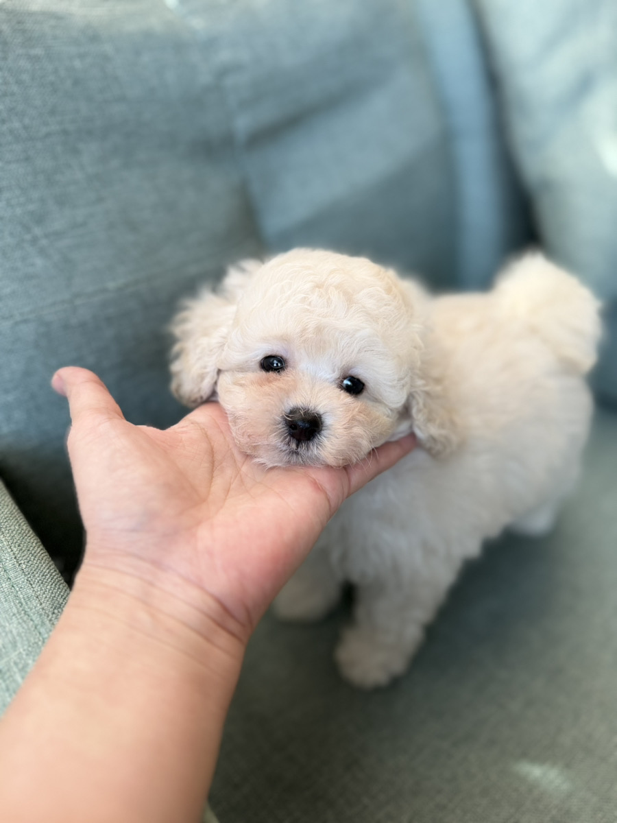 トイプードル子犬 男の子 - 兄妹と一緒