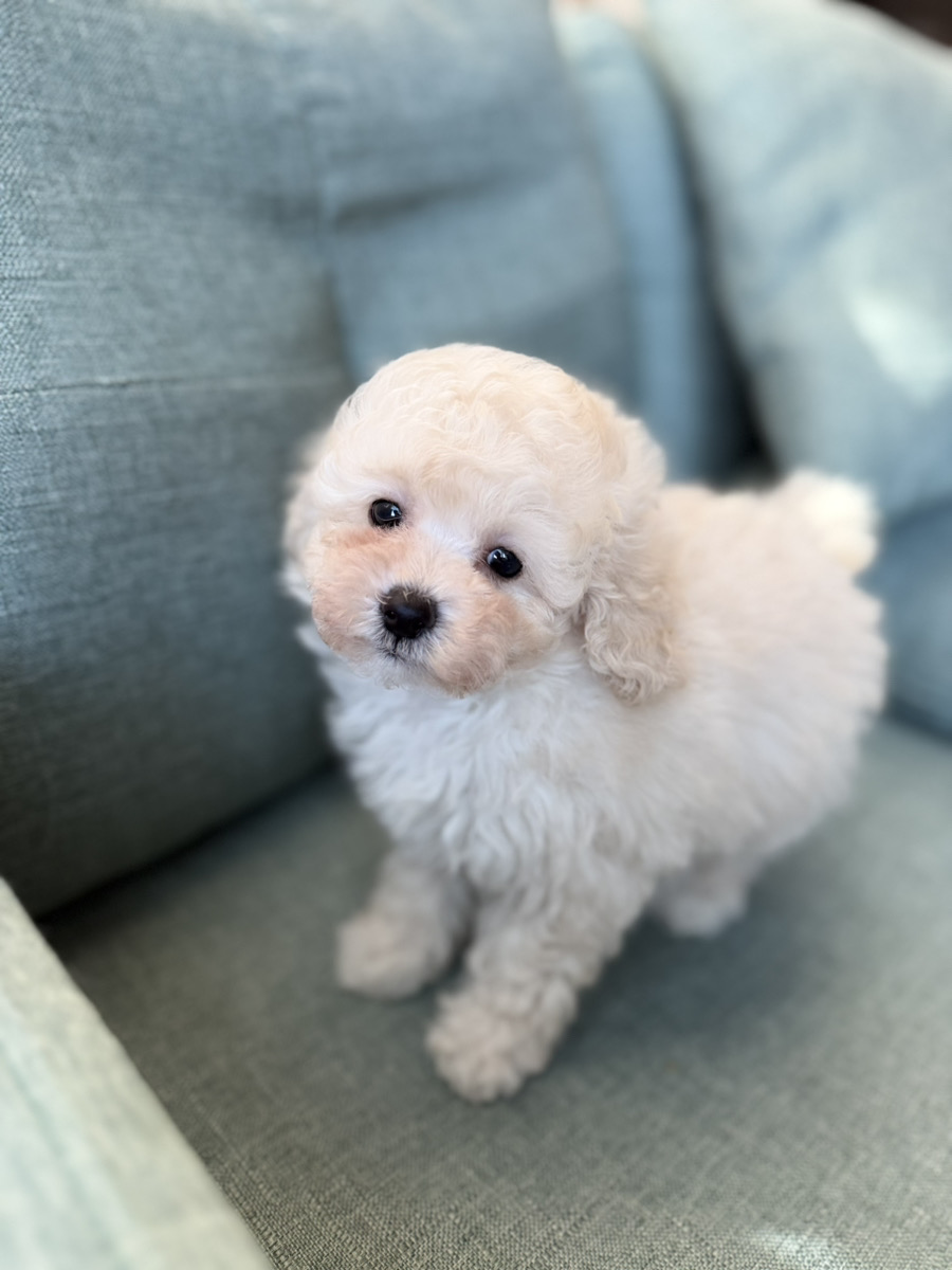 トイプードル子犬 男の子 - 兄妹とリラックス