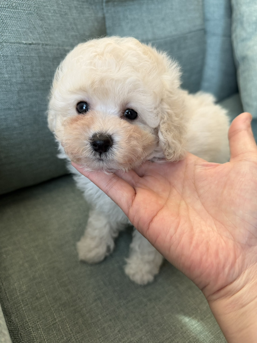 トイプードル子犬 男の子 - 可愛いお顔