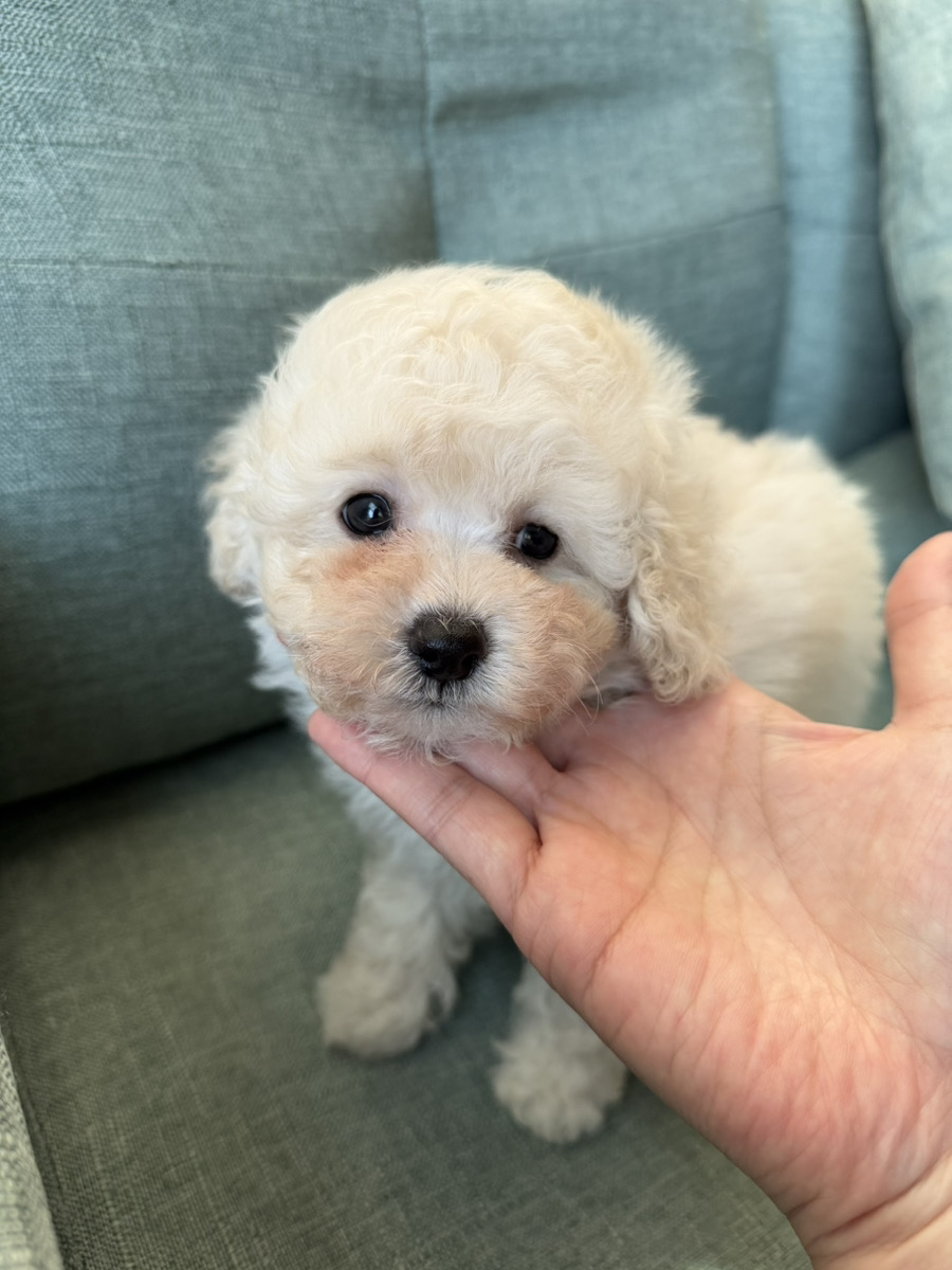 トイプードル子犬 男の子 - 手の平サイズ