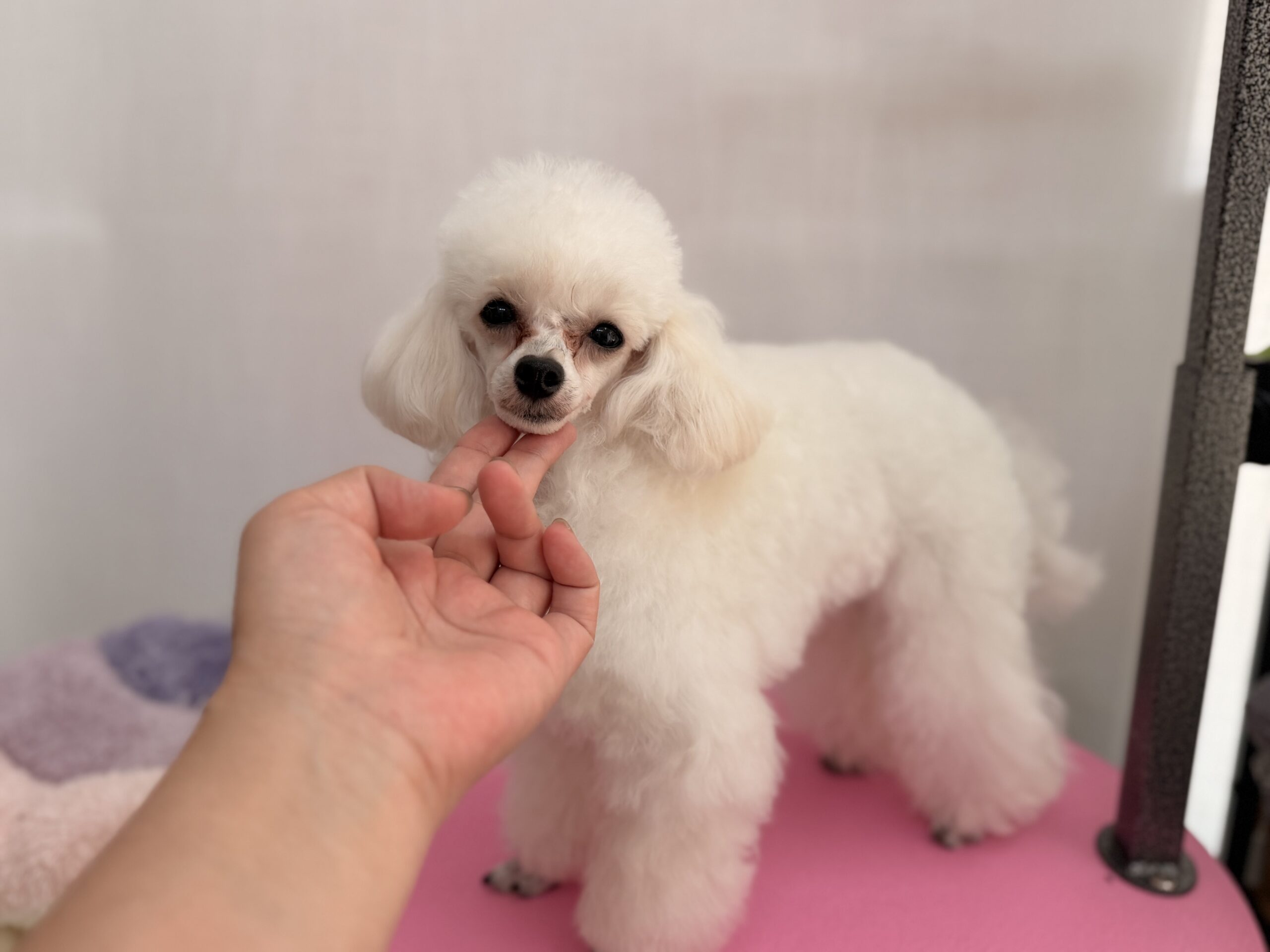 COCOちゃん