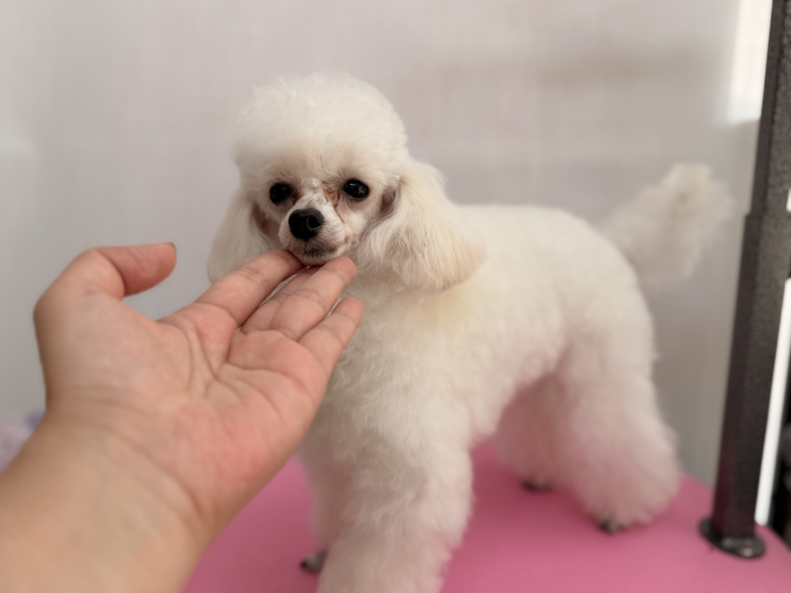 COCOちゃん