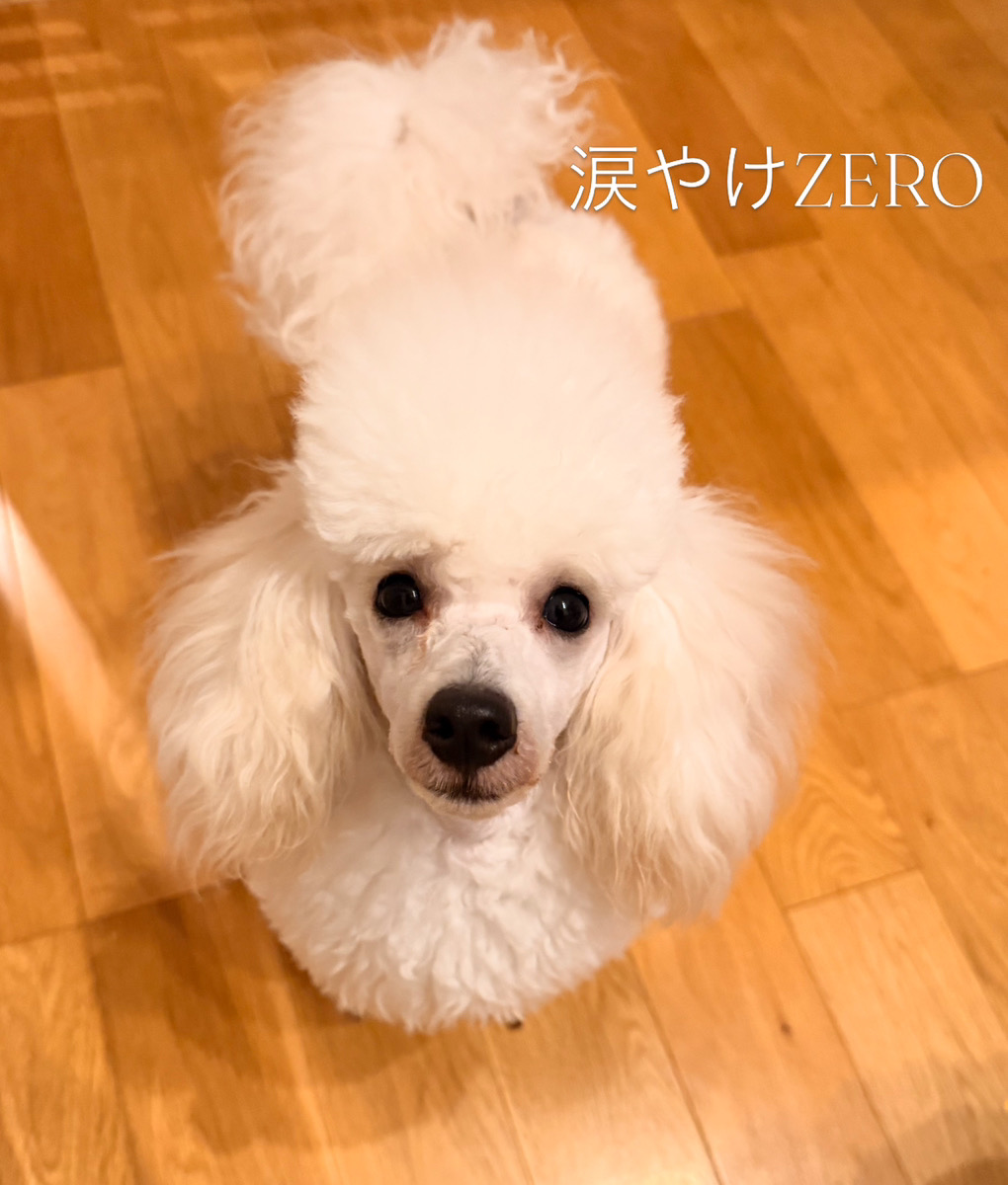 ZENくん