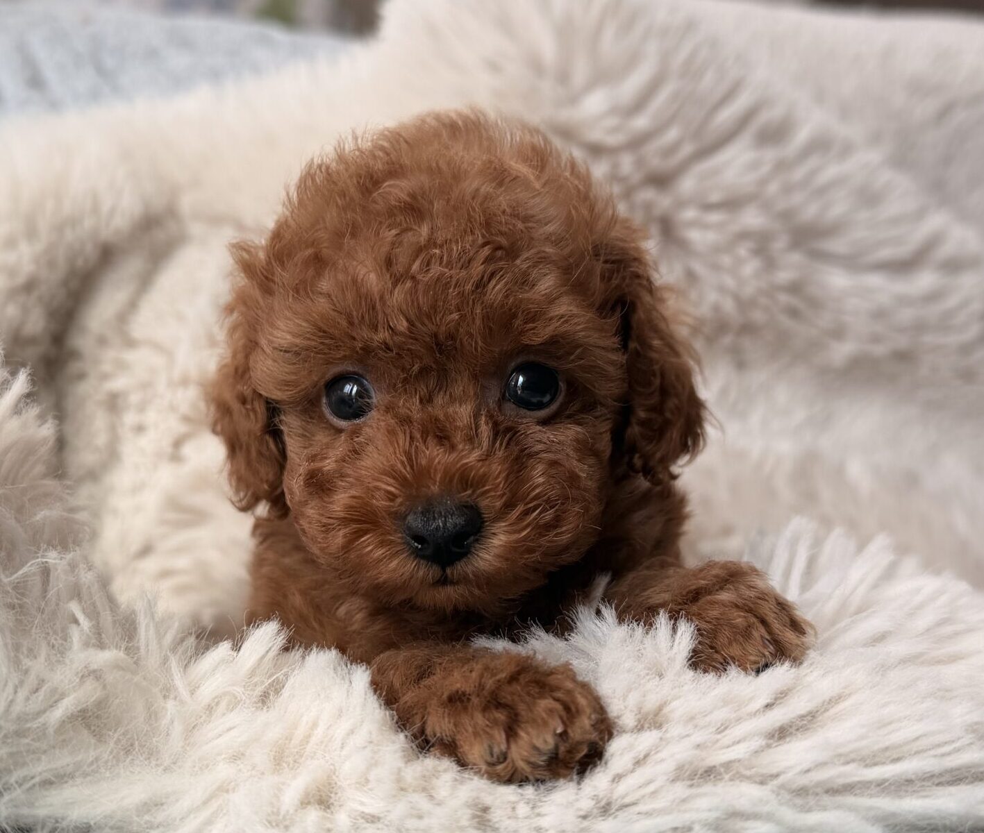 Lily baby 写真2