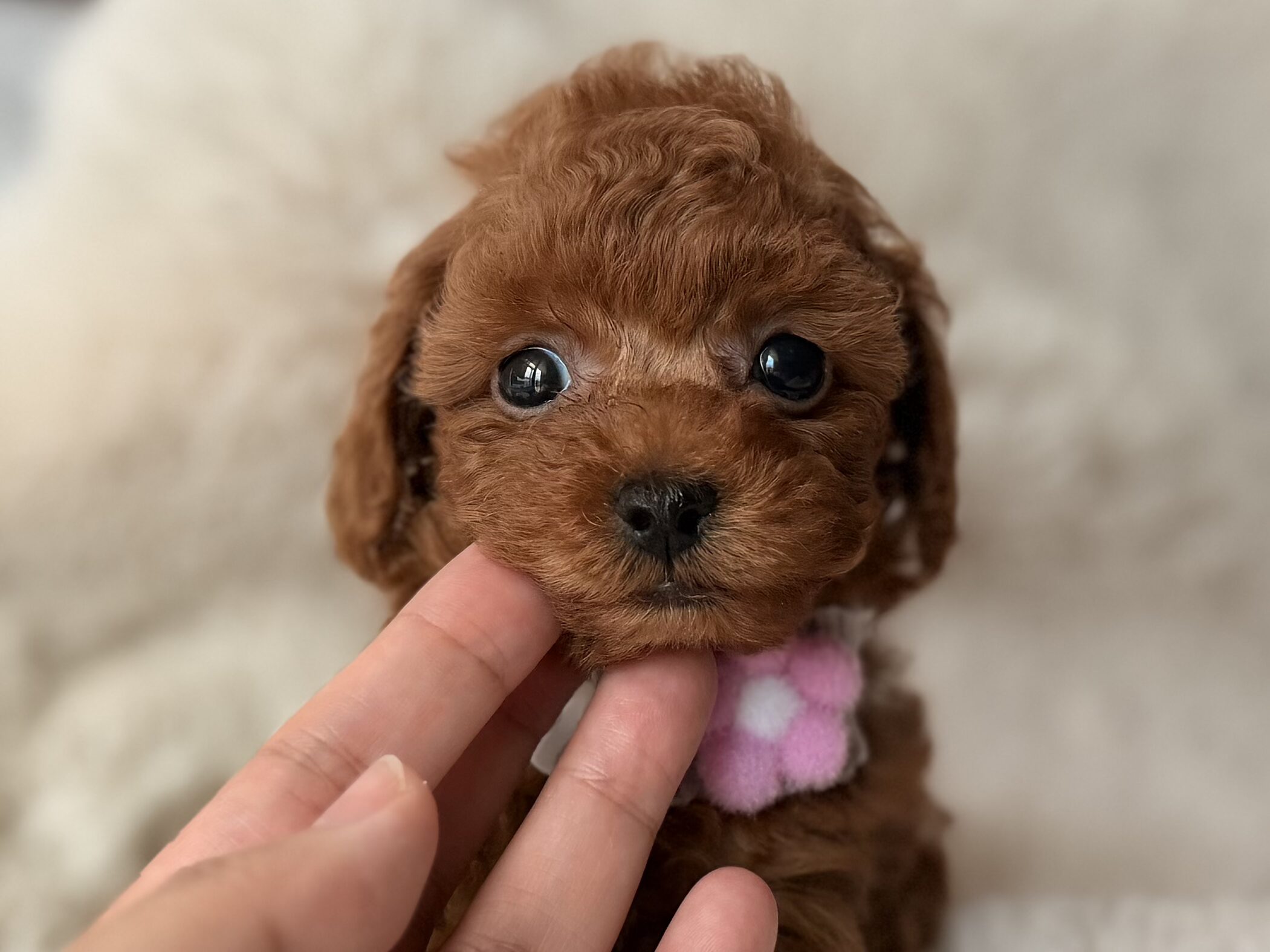 Lily baby 写真2