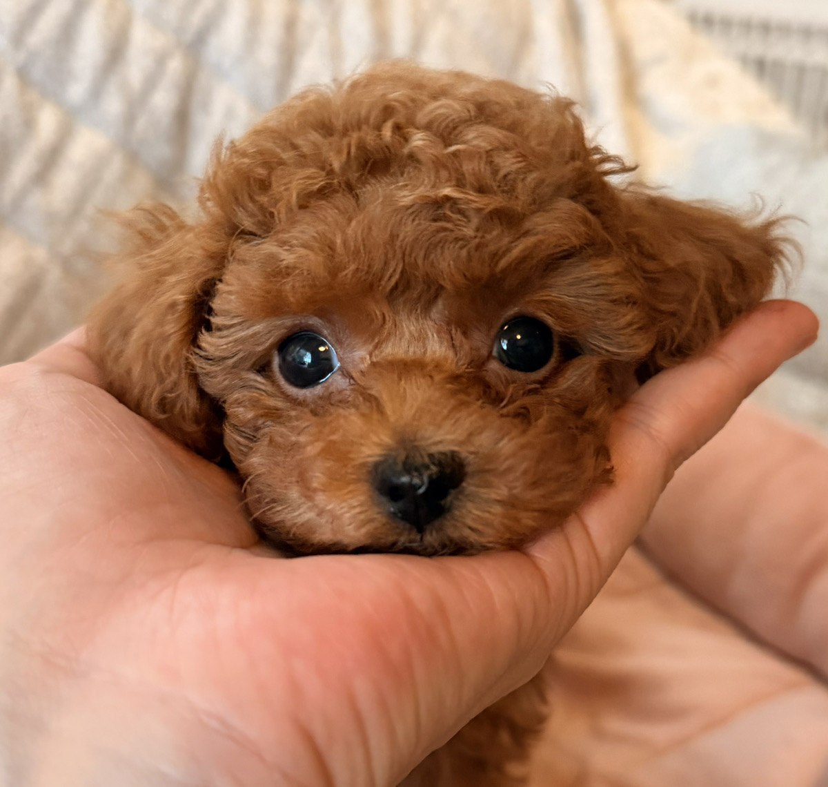Lily baby 写真1