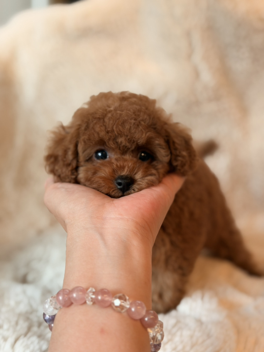 Lily baby 写真1