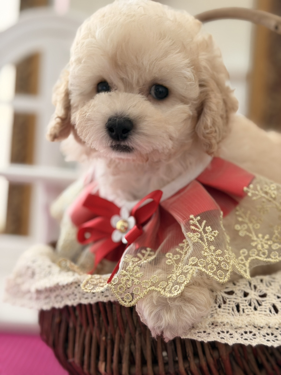 Lily baby 写真2