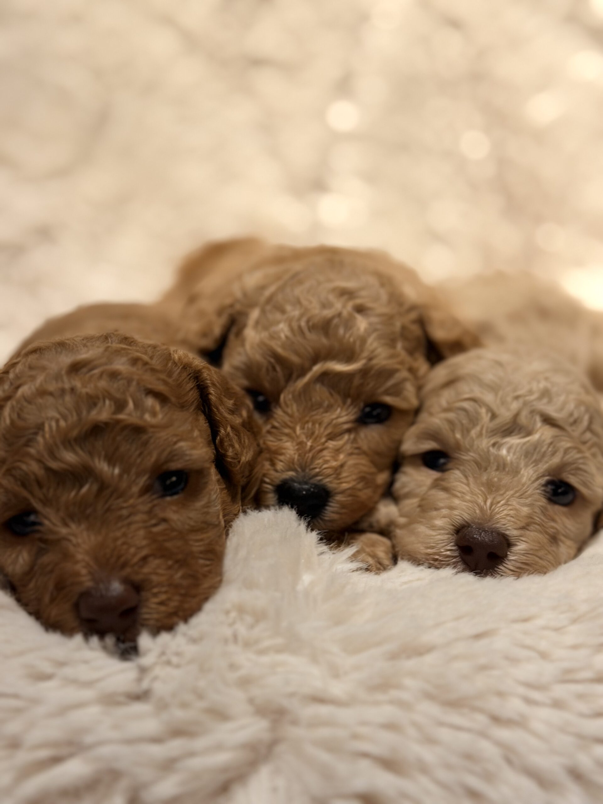 ウタとトニーの3兄妹、はな・さく・みち